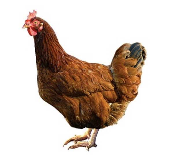 Potřeby pro hospodářská zvířata