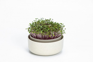 Miska ke klíčení d16x 7,7cm, SLON.KOST, MICROGREENS, plast